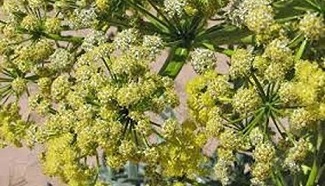 تصویر 1 از خرید و قیمت گیاه آنغوزه خشک + فروش عمده